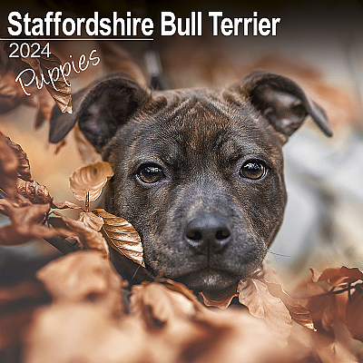 Staffordshire Bull Terrier Puppy Calendar 2024 (Square)